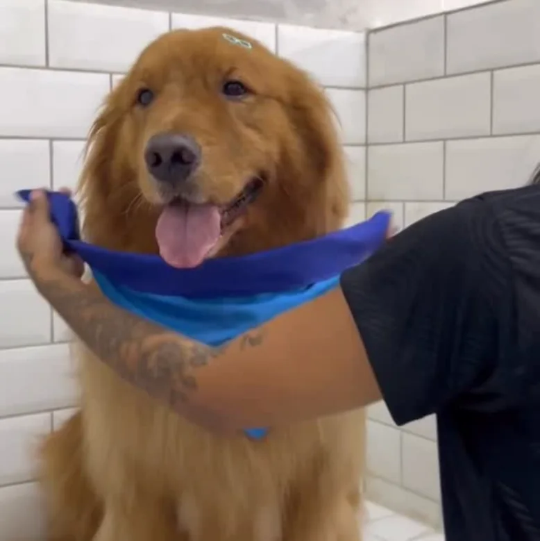 Golden retriever depois do banho na Rabitto