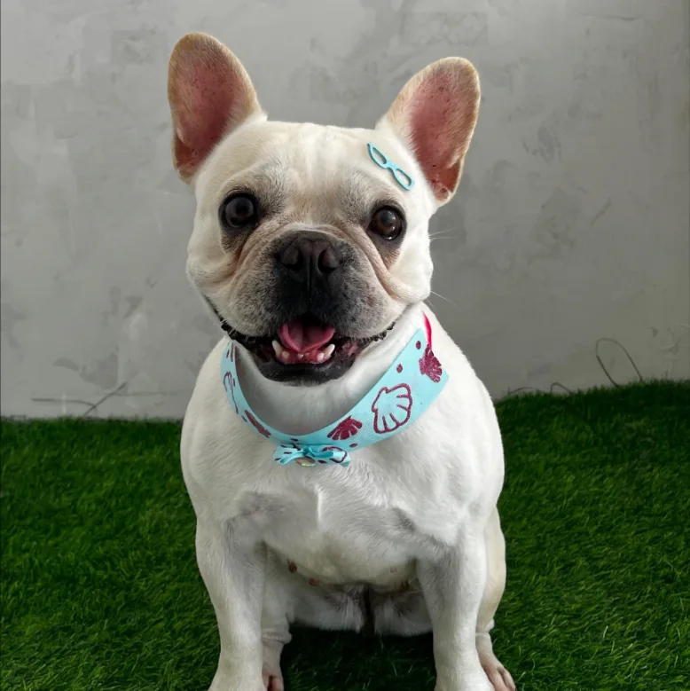 Buldogue francês com bandana