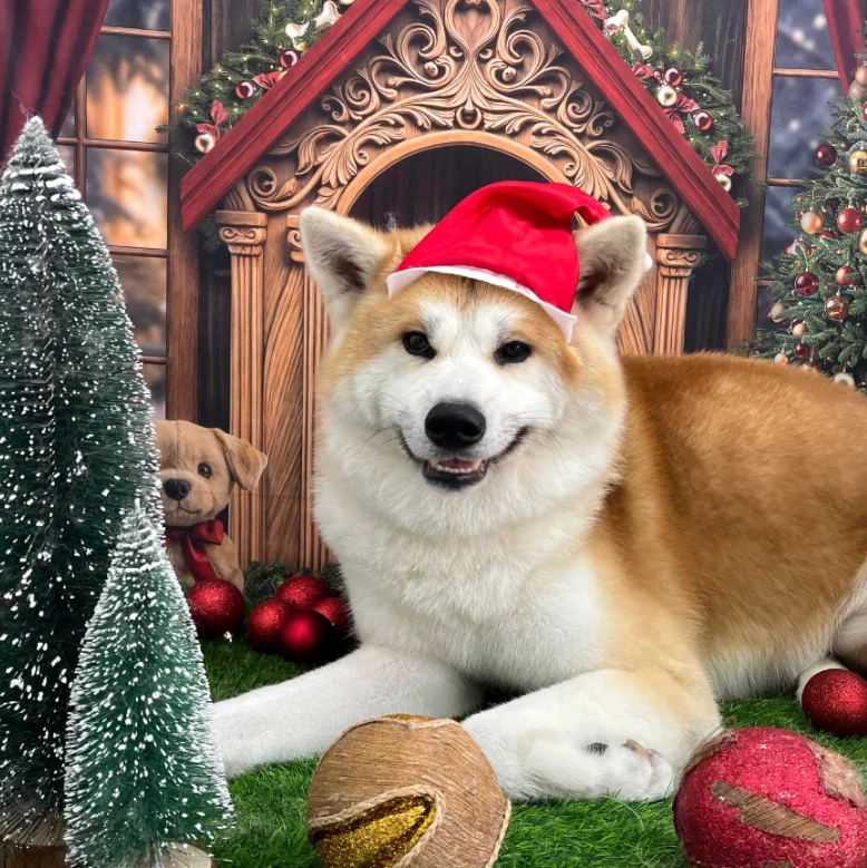 Akita com gorro de Natal