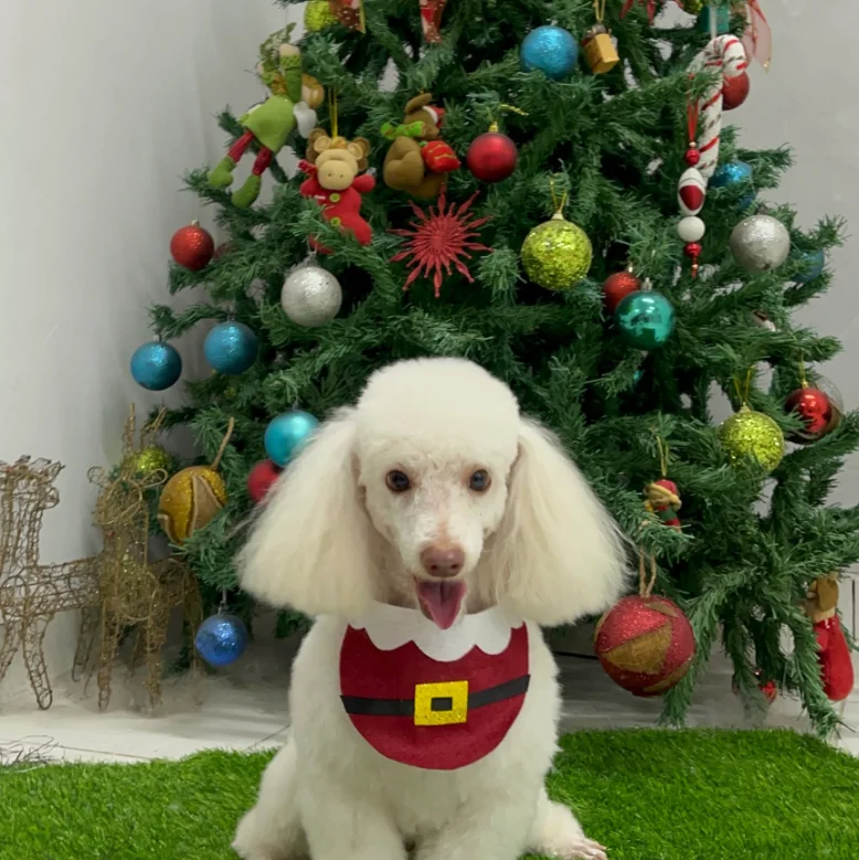 Poodle branco com roupinha de Natal