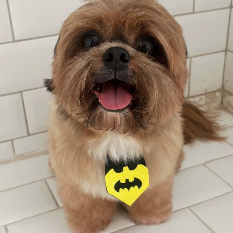 Shih tzu com gravata do Batman