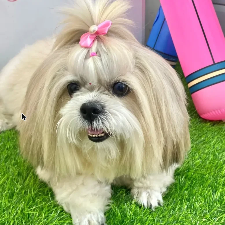 Shih tzu com laço rosa depois do banho