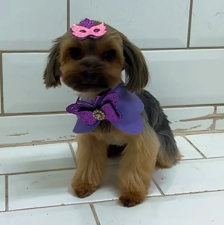 Yorkshire com laço roxo